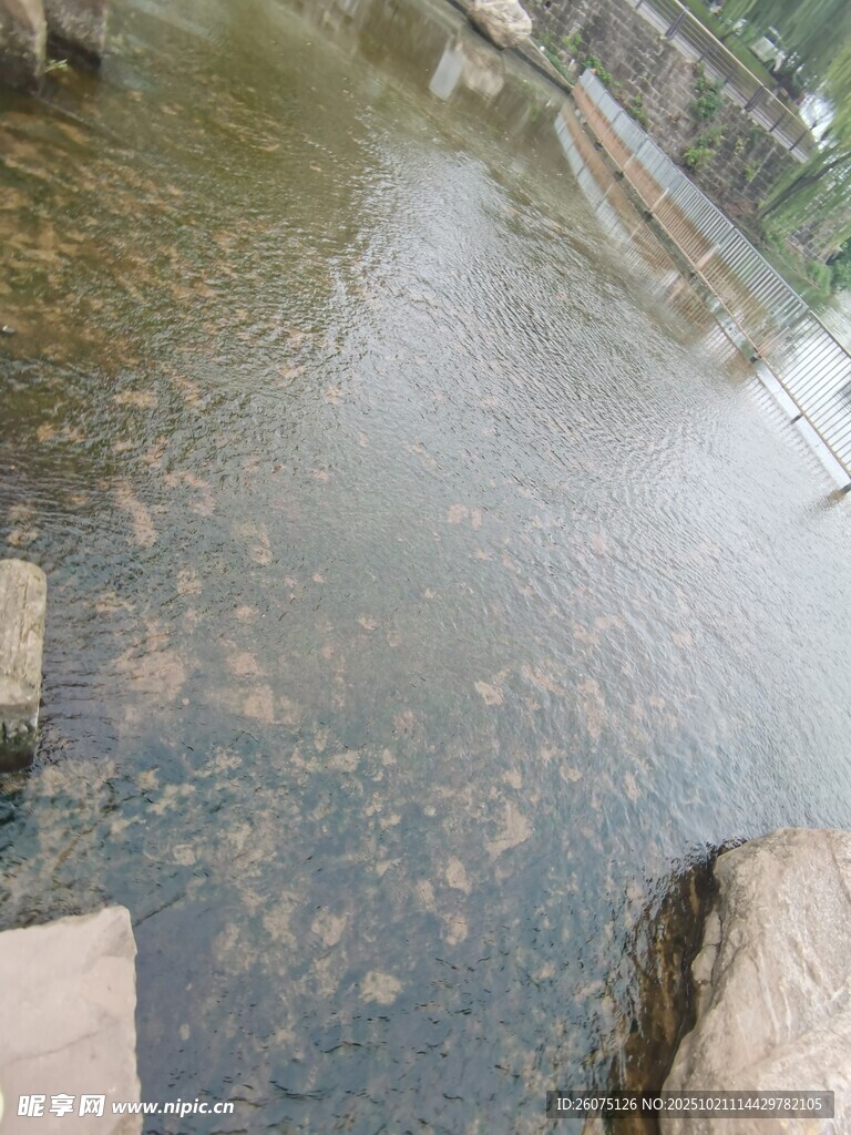 清澈溪边景象
