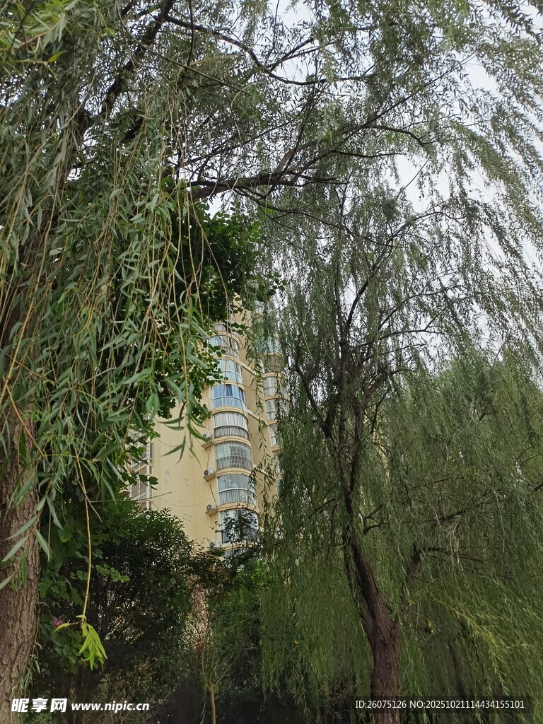 绿树掩映中的建筑一角