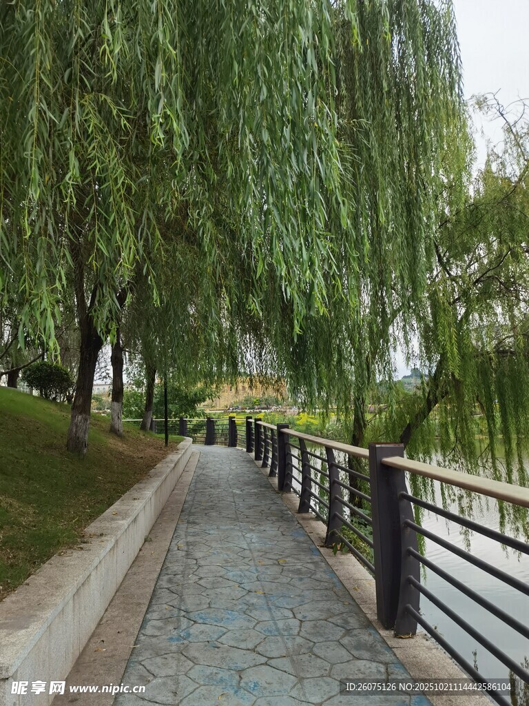 柳荫下的幽静步道