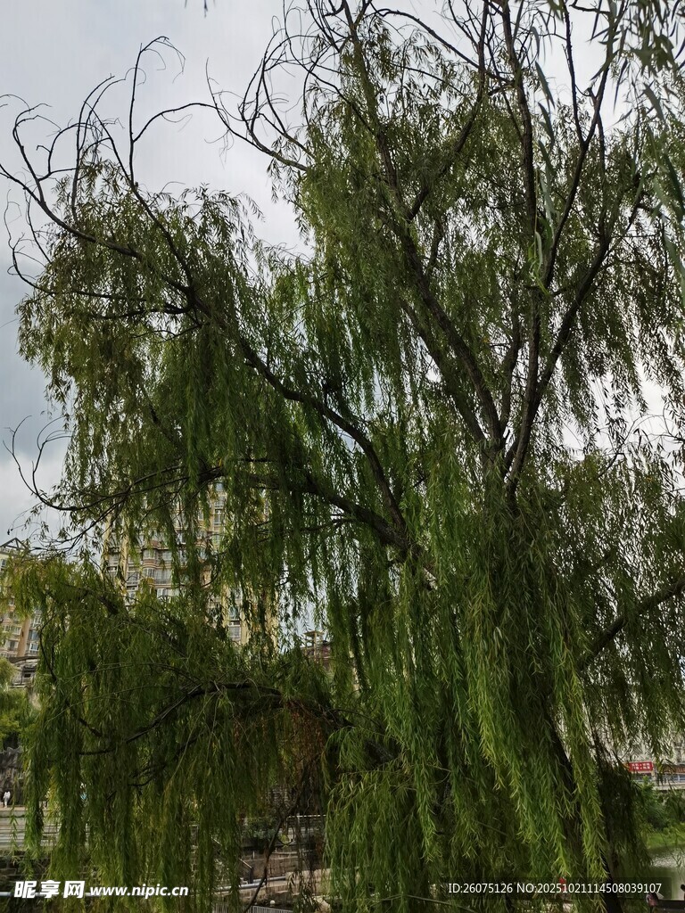 垂柳依依尽显自然之美