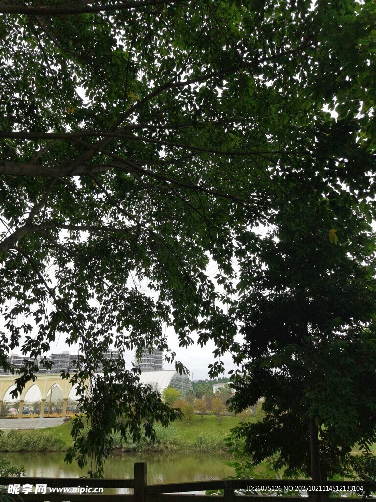 透过枝叶看远处风景