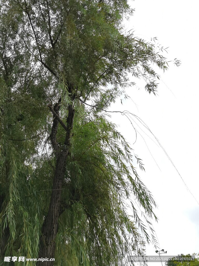 垂柳依依
