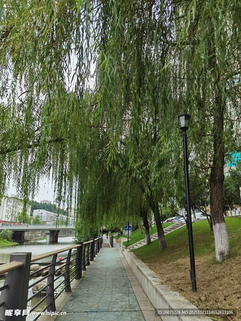 河畔垂柳下的幽静步道