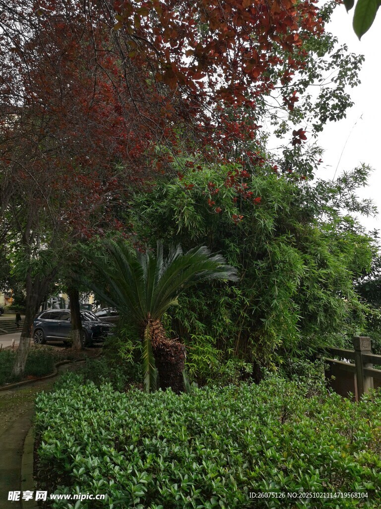 庭院绿植景观