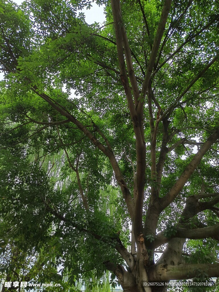 茂密树林中的高大树木
