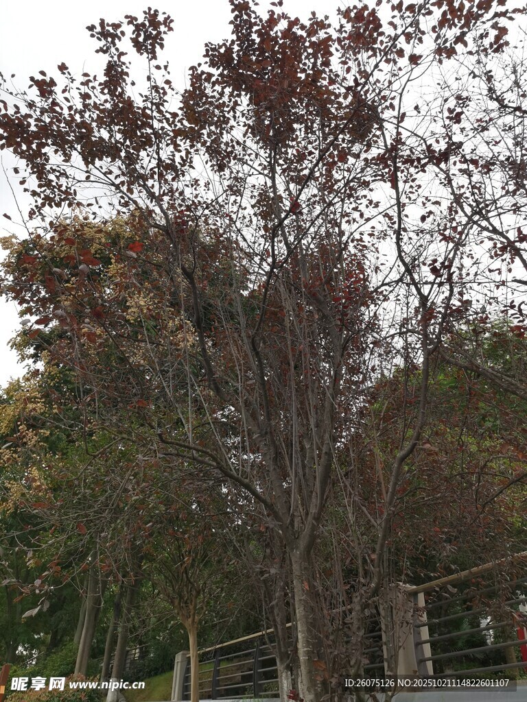 秋日树林景观