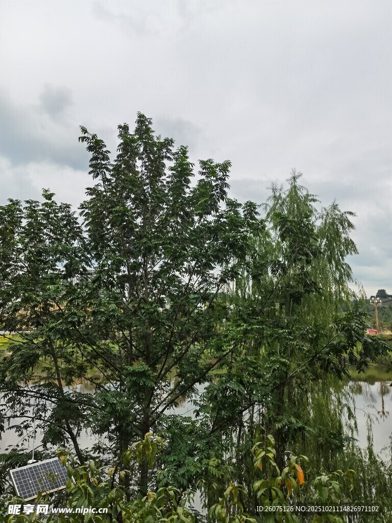 湖畔葱郁绿树风景