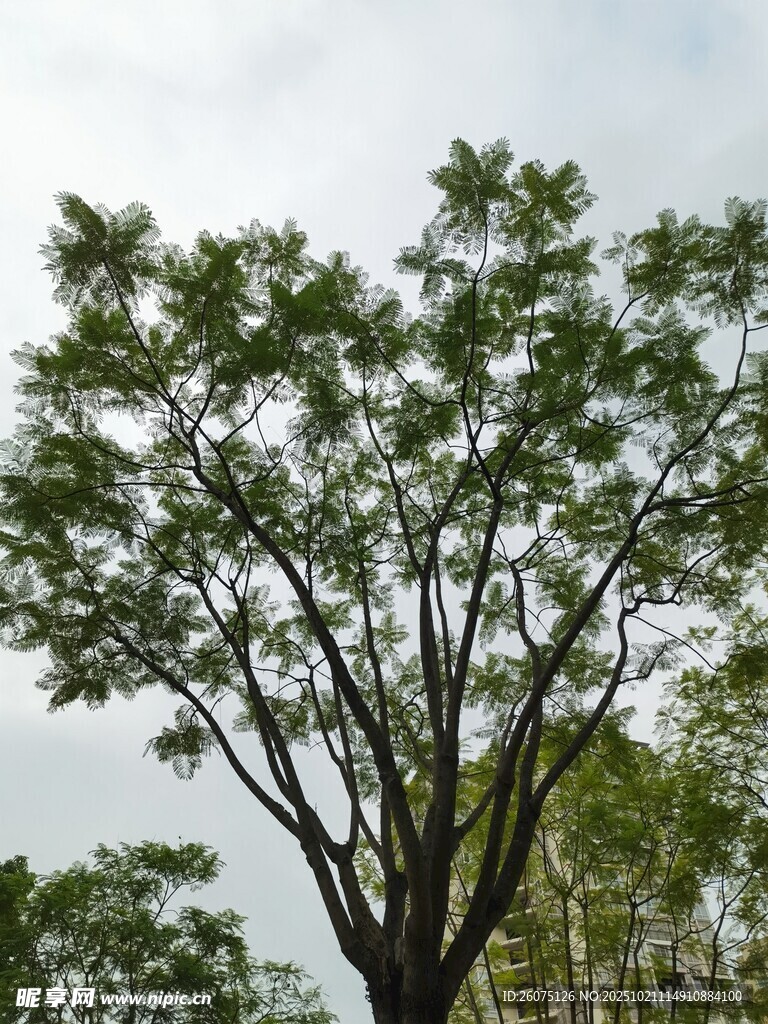 挺拔绿树枝叶繁茂