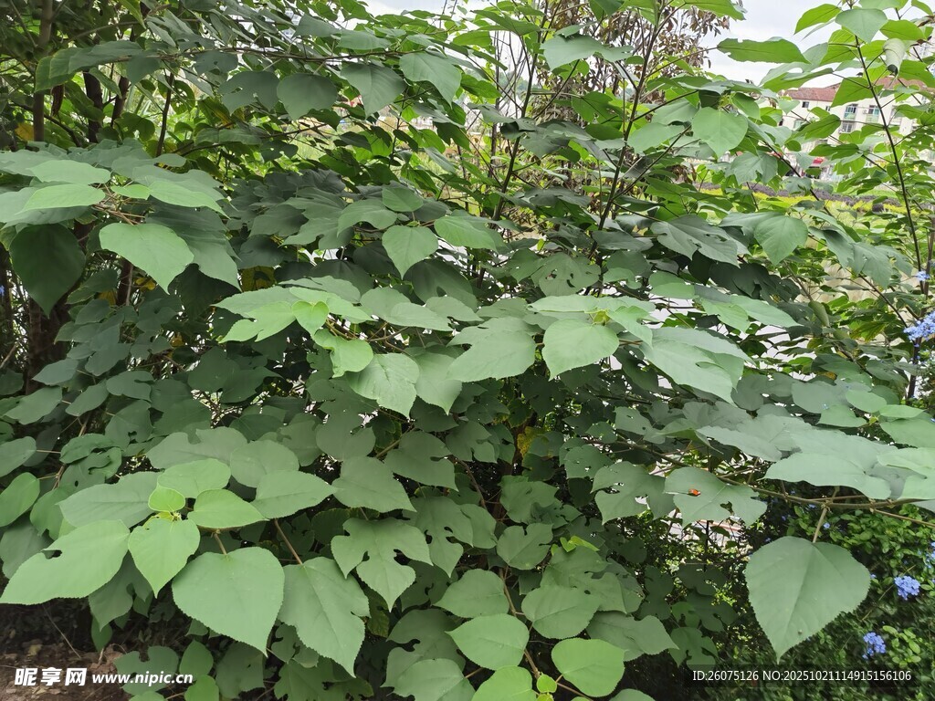 繁茂绿叶植物景观