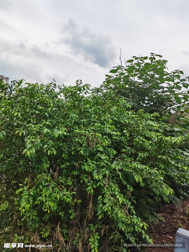 繁茂绿植展现自然生机