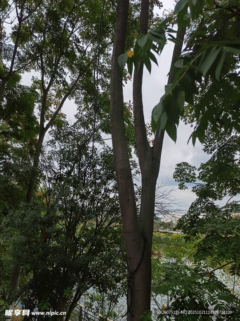 茂密树林中的高大树木
