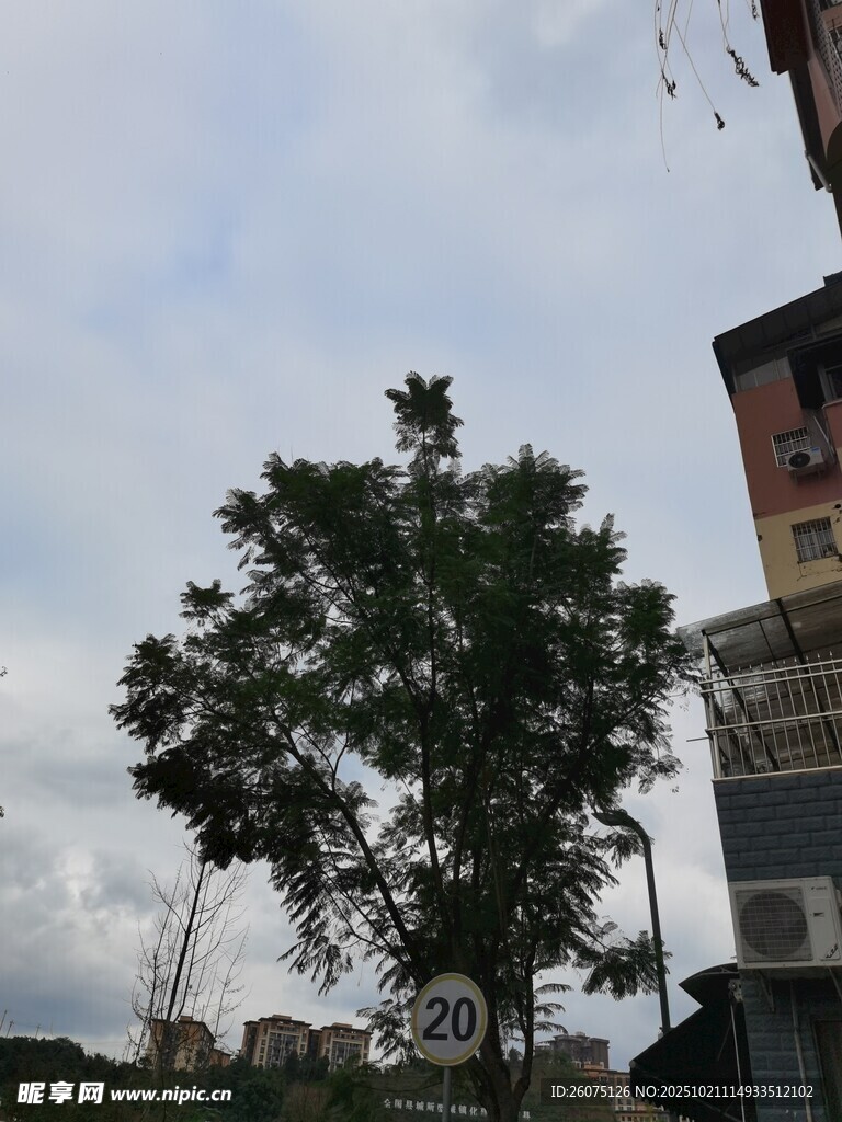 城市中茂盛的绿树