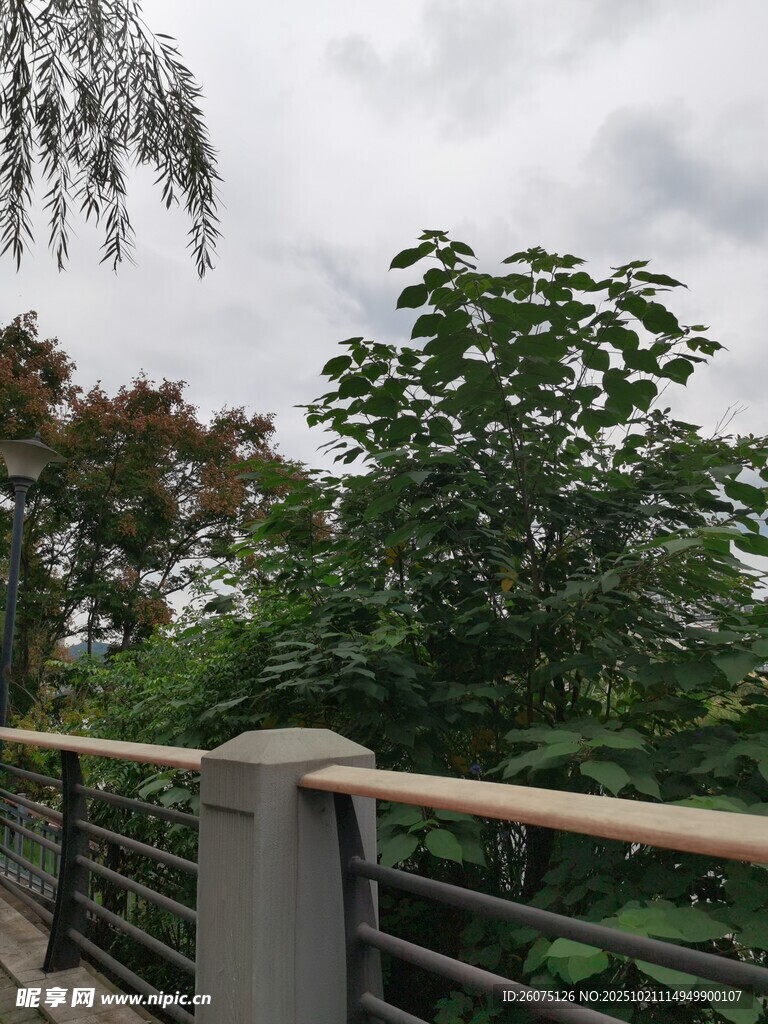 户外栏杆旁的繁茂绿植