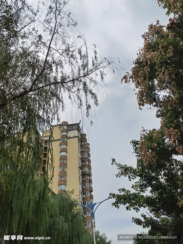 高楼旁的葱郁树木