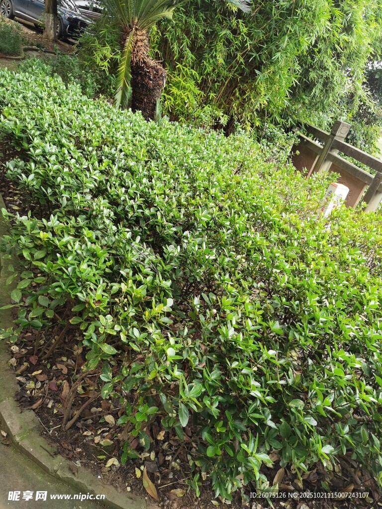 绿意盎然的灌木丛景观