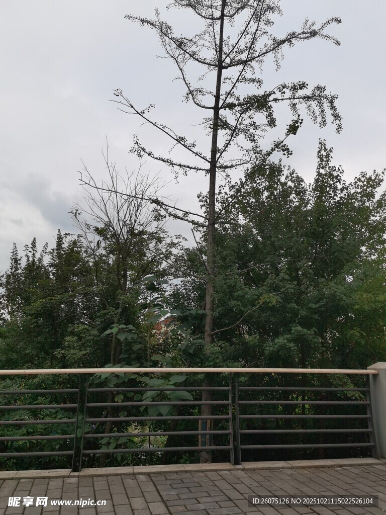 户外光秃树木与围栏景观
