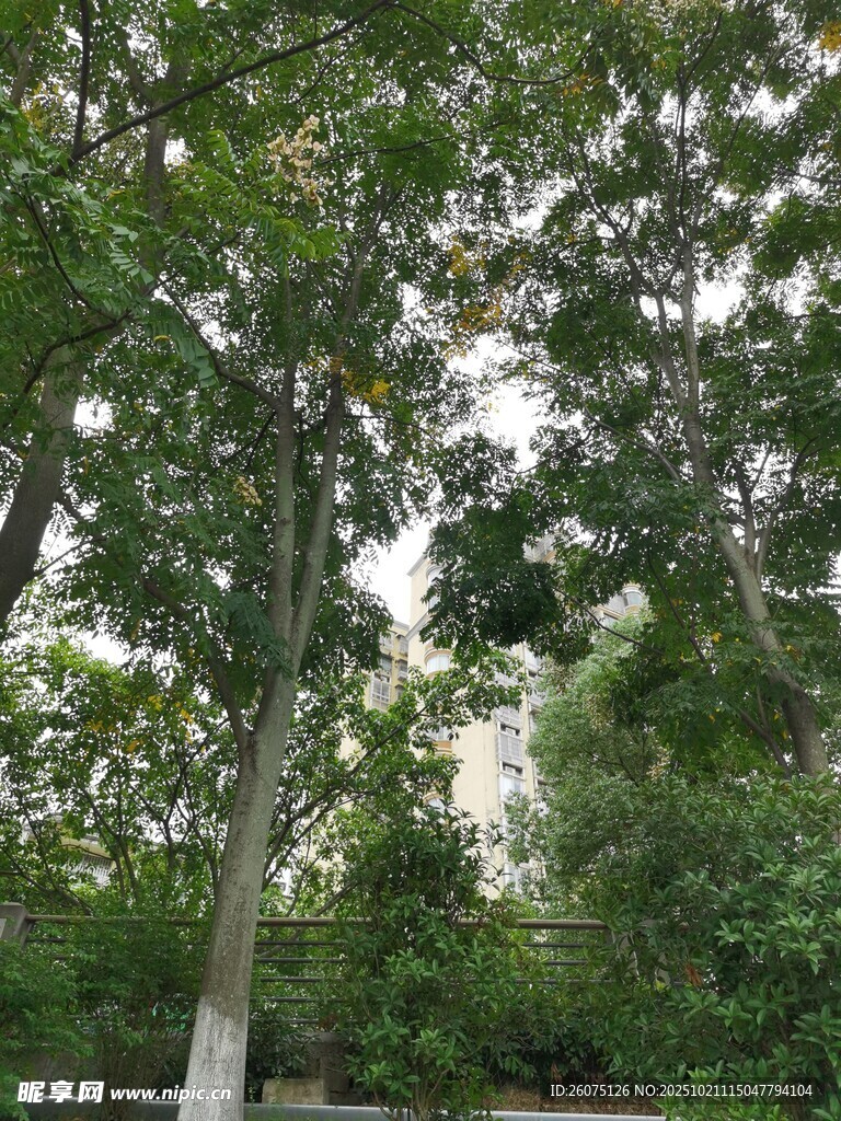 茂密树林中的高大树木