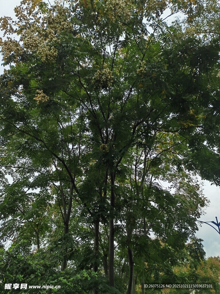 茂密树林中的葱郁树木