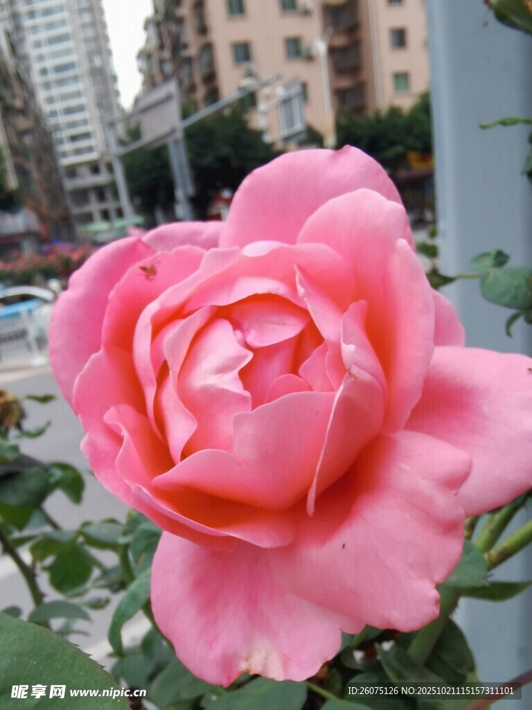 娇艳粉色月季花绽放