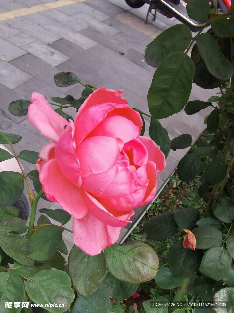 娇艳盛开的粉红色月季花