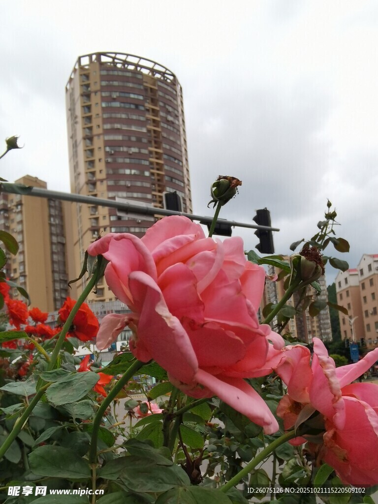 城市中绽放的娇艳月季花