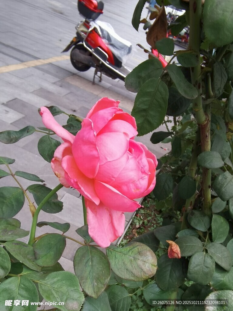 娇艳粉色月季花绽放