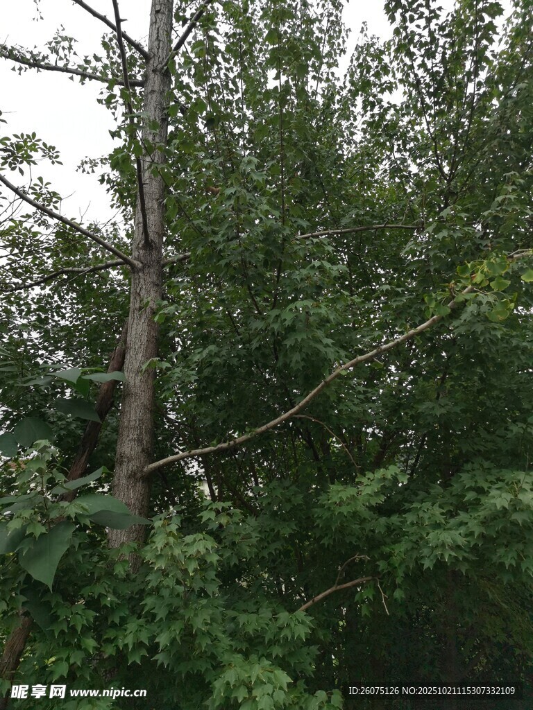 林中挺拔树木与繁茂枝叶