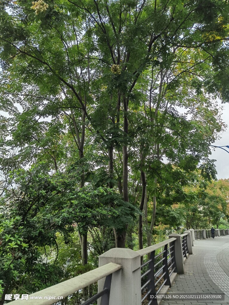林间步道漫步自然之境