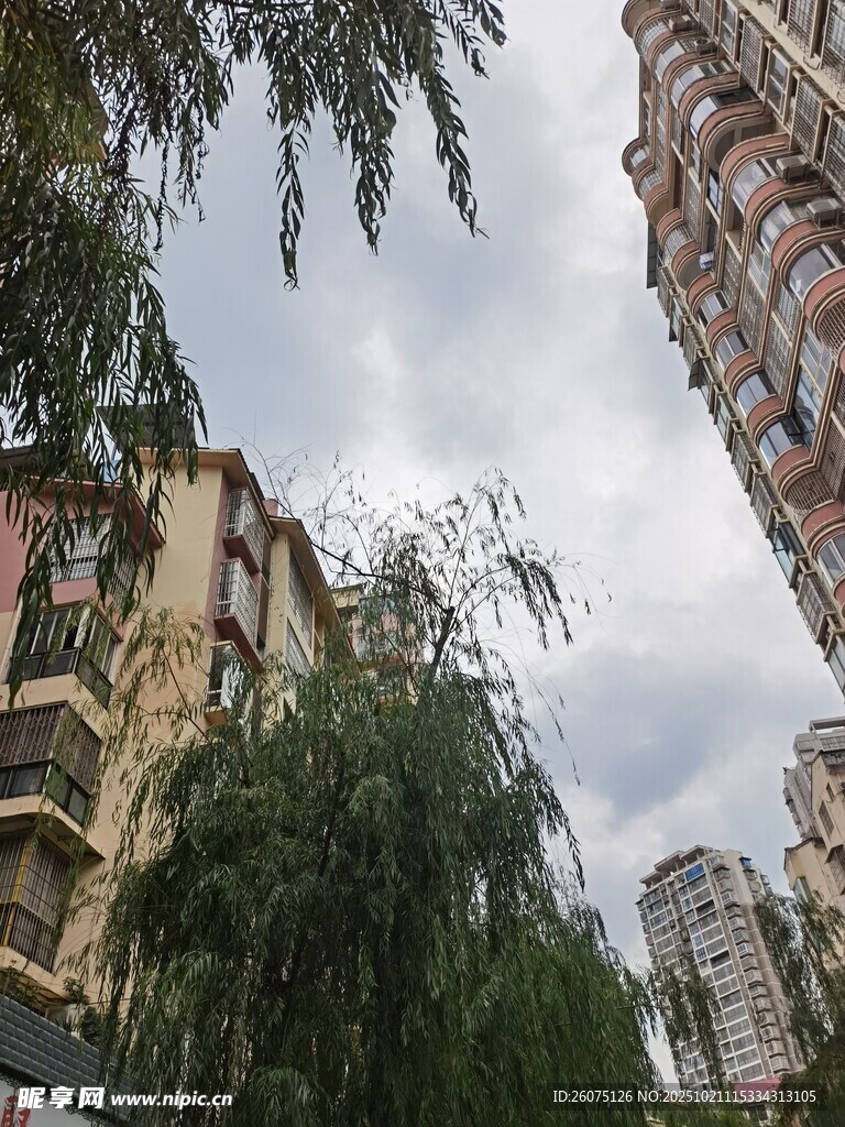 老旧楼房旁的葱郁绿树