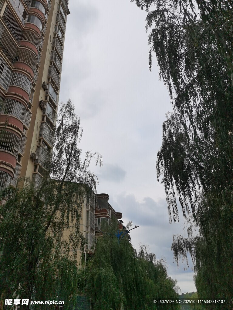城市中林立的楼房与绿树