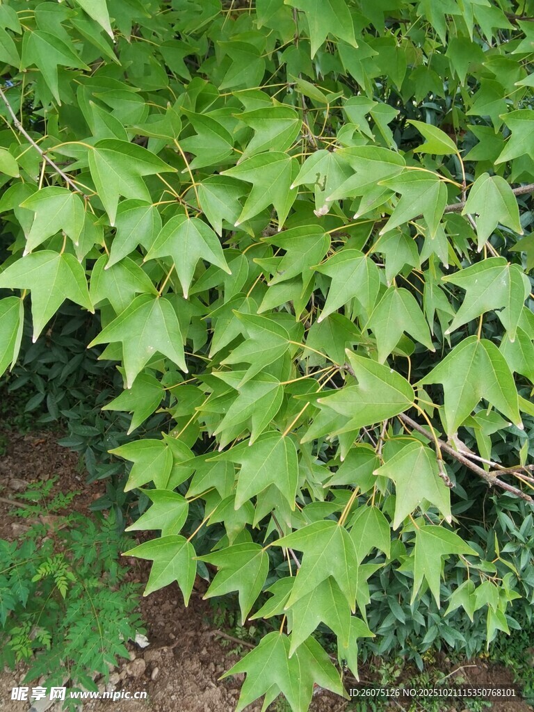 翠绿繁茂的植物枝叶