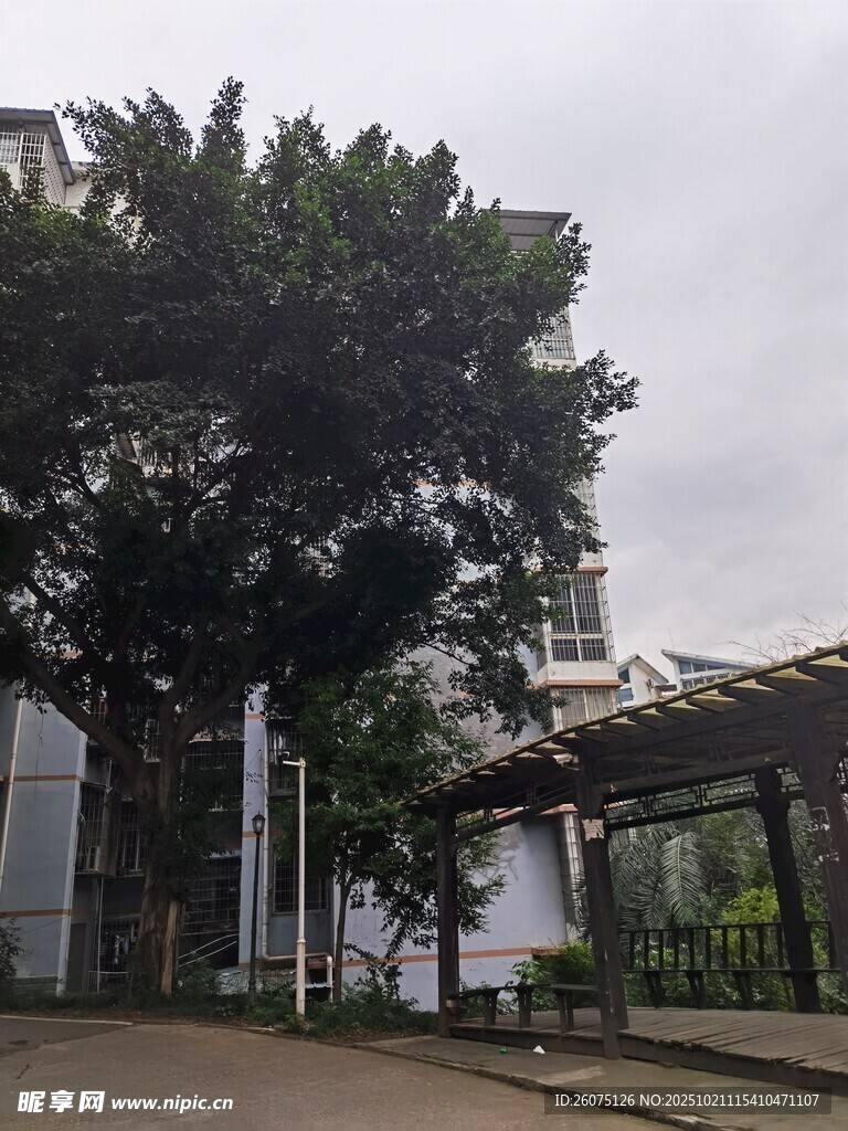 户外繁茂大树与建筑景观