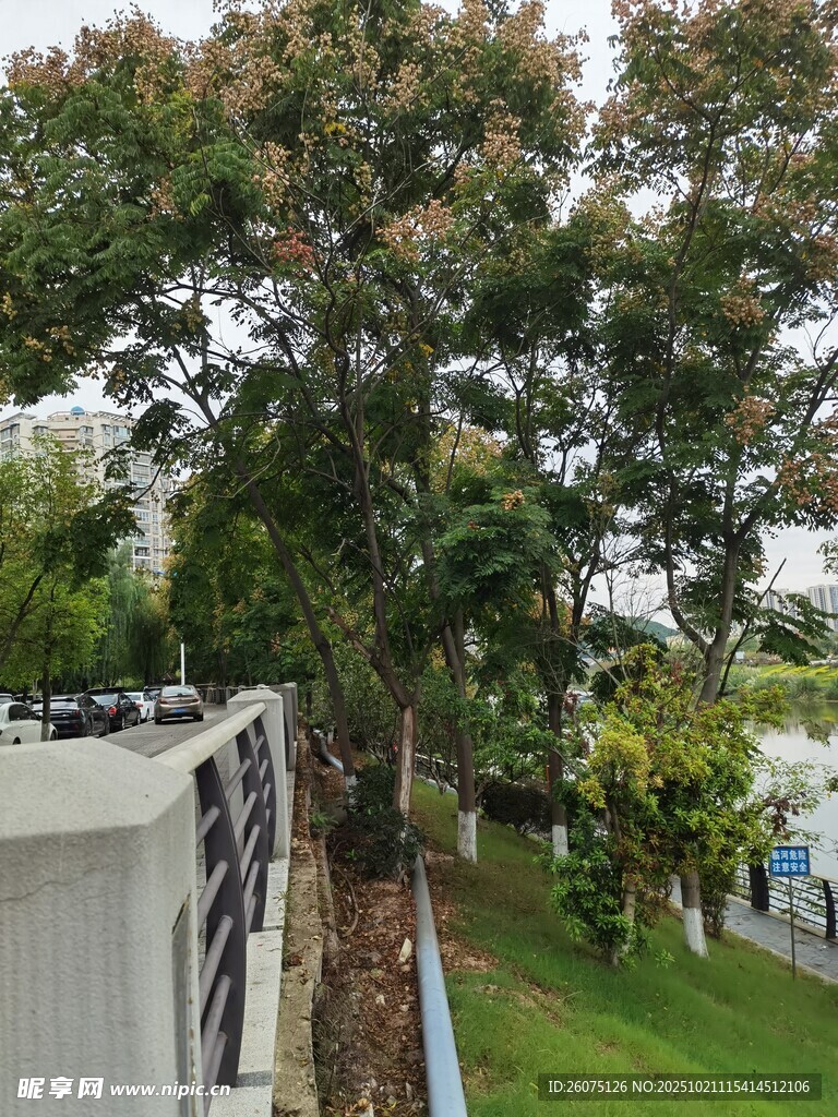 路边绿树与围栏景观