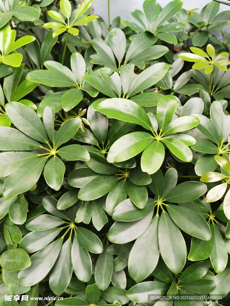 翠绿繁茂的鸭脚木植物