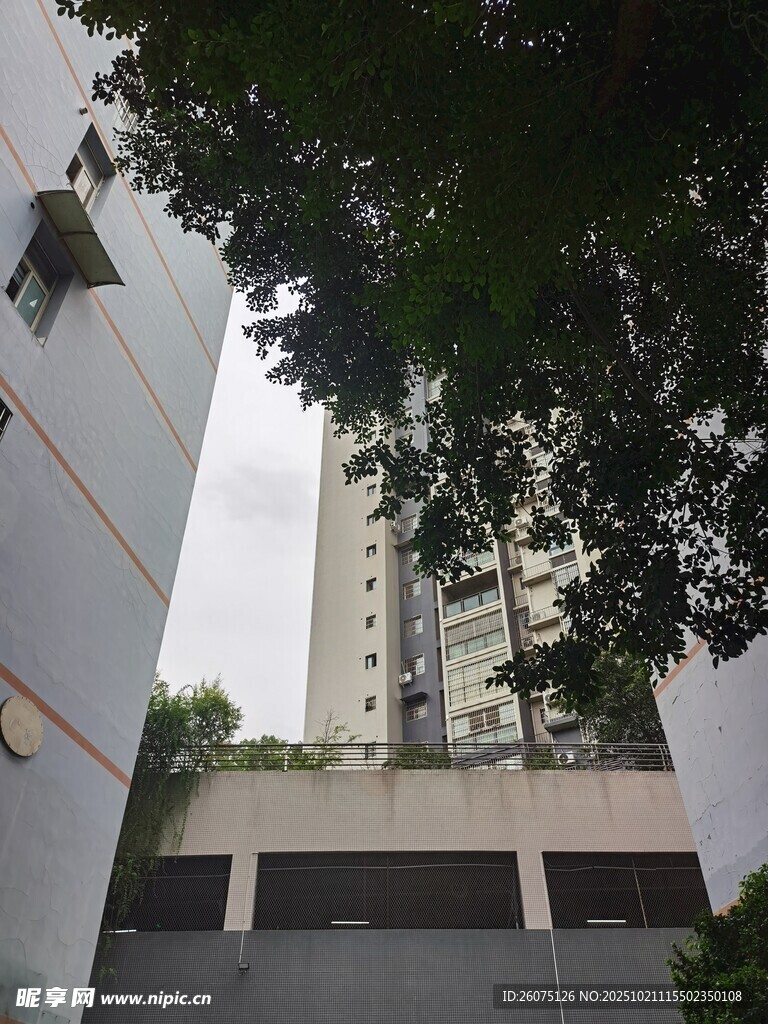 城市中高楼与绿植景观