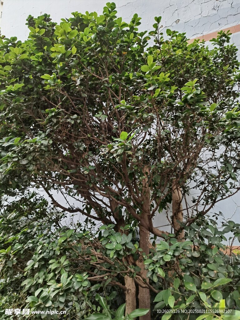 茂盛绿植盆栽