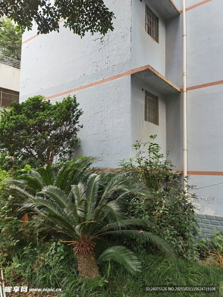 楼前绿植景观
