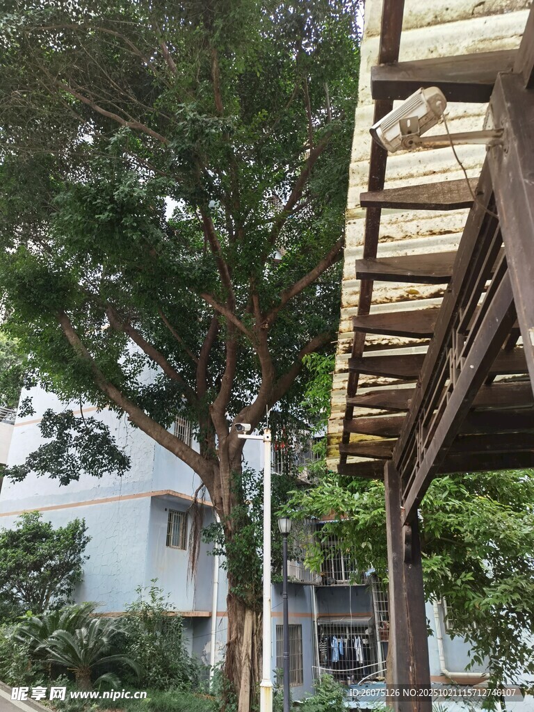 户外木质廊架旁的绿树