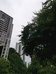 城市中绿树与高楼景观