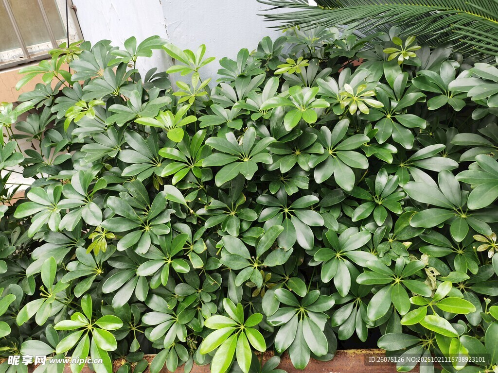 茂盛绿植盆栽