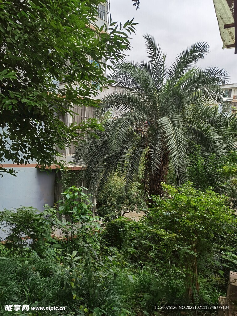 热带绿植环绕的静谧水域