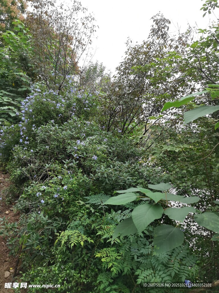 山林间繁茂的绿色植物