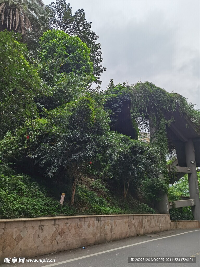 公路旁葱郁繁茂的绿植景观