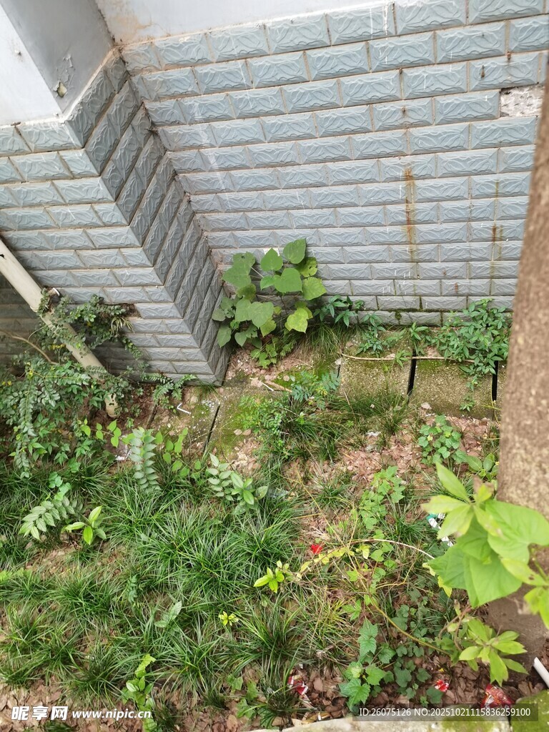 墙角绿植景观