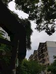 城市中绿植覆盖的建筑景观
