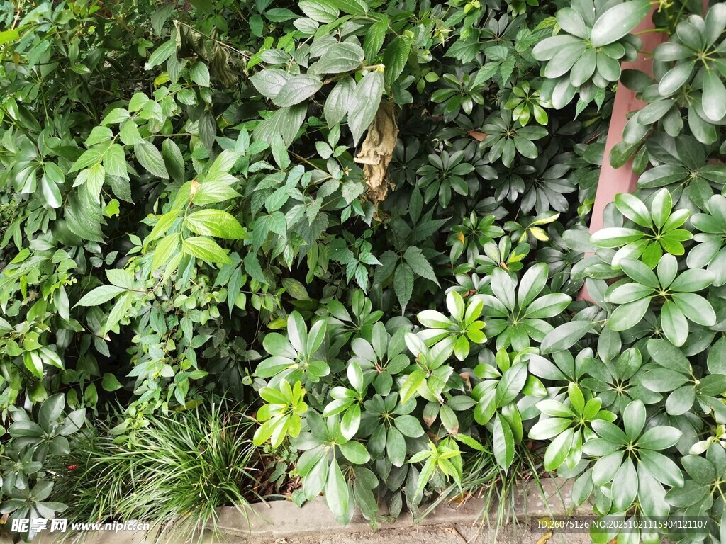 绿叶繁茂的植物景观