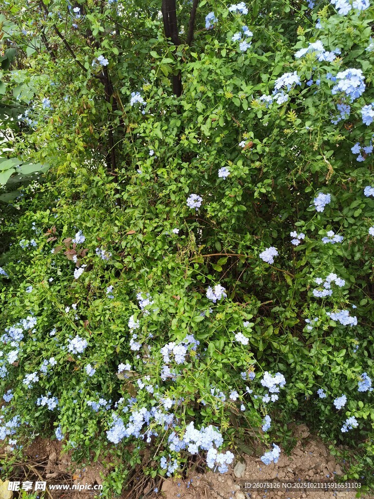 蓝花绿植繁茂景致