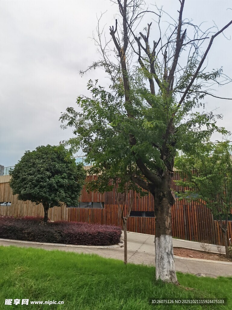 户外单棵树木与绿植景观