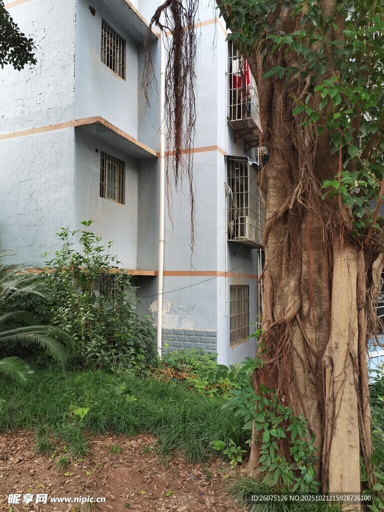 住宅楼旁的绿植与树木