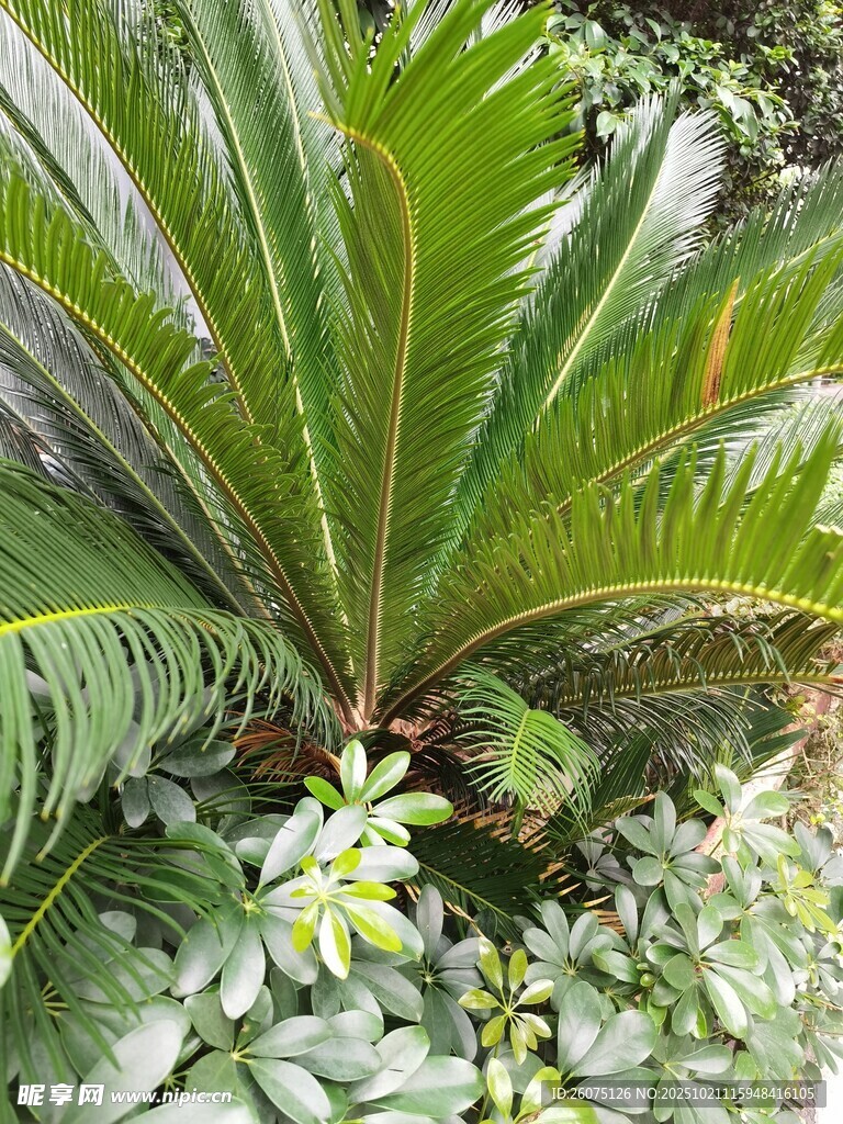 热带棕榈植物景观